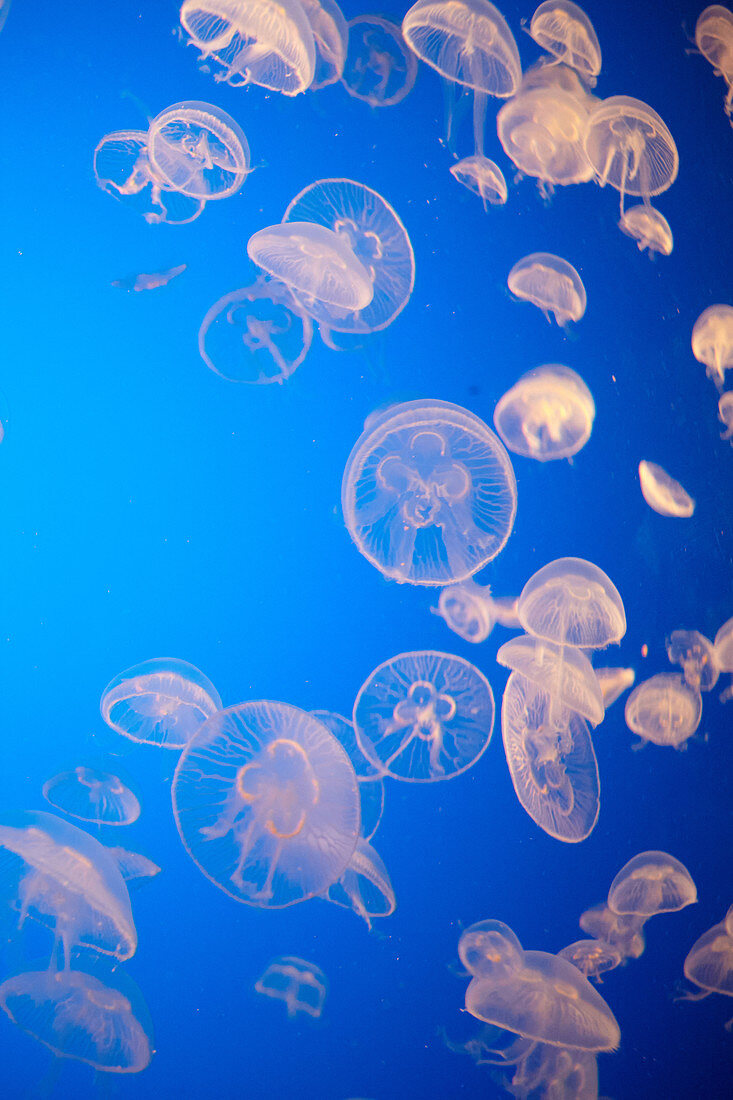 Baby jellyfish at the Monterey Bay Aquarium in Monterey, California, USA.