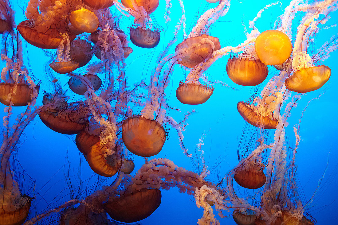 Jellyfish at the Monterey Bay Aquarium in Monterey, California, USA.