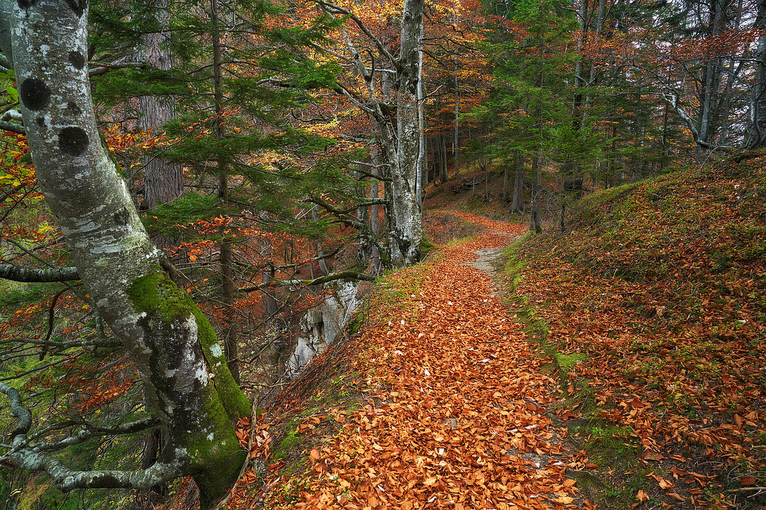 Autumn mood on a forest path above the Garnitzenklamm, Carinthia, Austria.