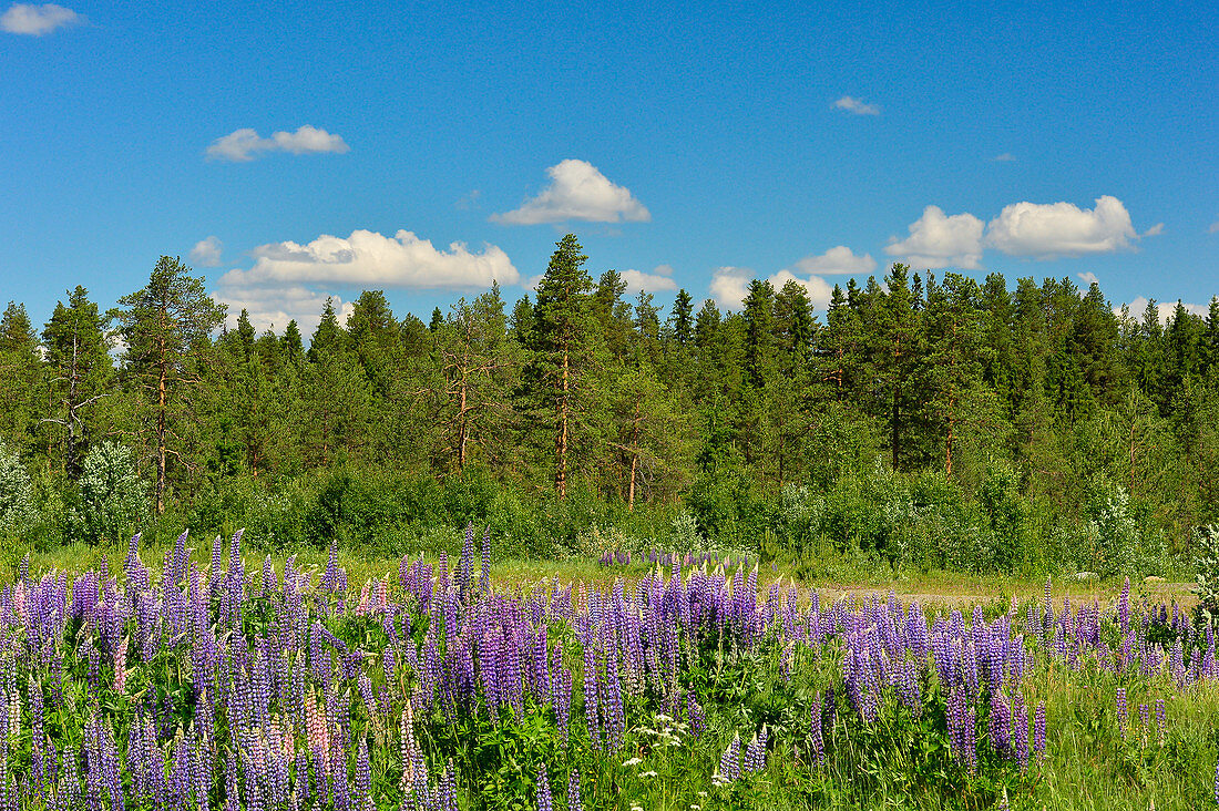 Lupins and pine forest near Vilhelmina, Norrbottens Län, Sweden