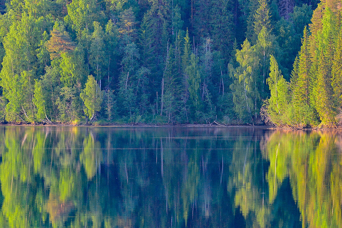 Intensive Laubfärbung von Bäumen an einem See, Junsele, Norrbottens Län, Schweden