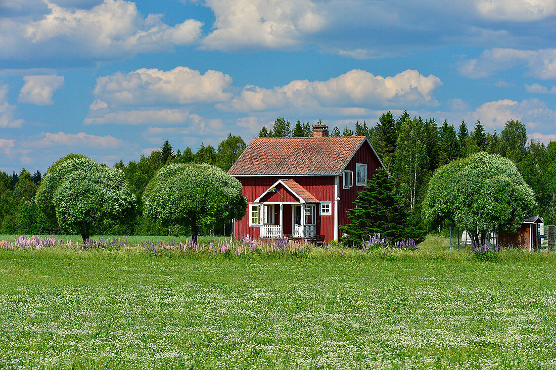 Rotes Schwedenhaus mit Pil-Bäumen und Blumenwiese, bei Siljansnäs, Dalarna, Schweden