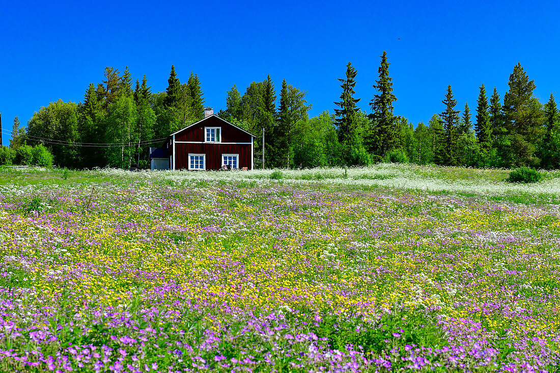 Üppige Blumenwiese mit rotem Schwedenhaus, bei Vilhelmina, Norrbottens Län, Schweden