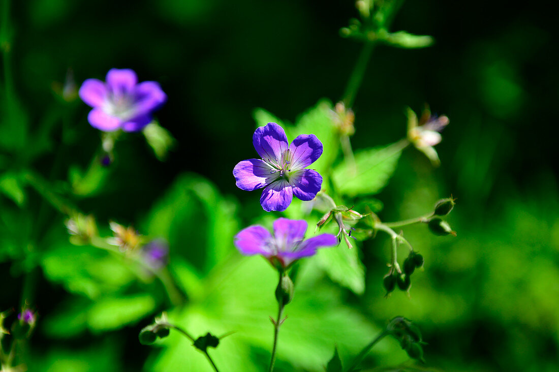 Macro shot of flowers in the forest, near Lycksele, Norrbottens Län, Sweden