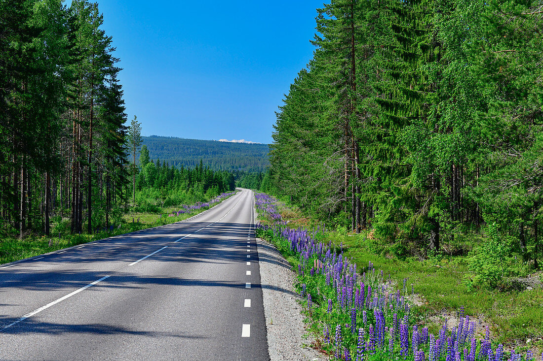 Einsame Strasse mit Wald und Lupinen, bei Järvsö, Västernorrland, Schweden