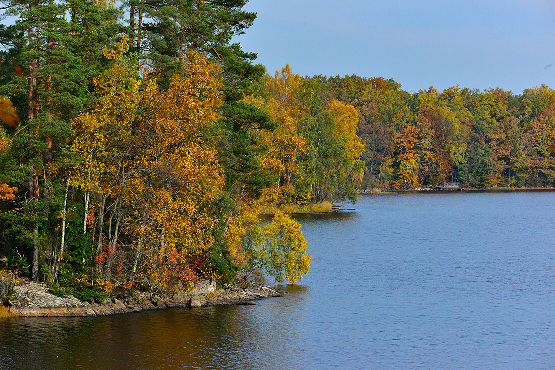 Herbstfärbung im Wald, See Kösen, bei Angelstad, Kronobergs Län, Schweden