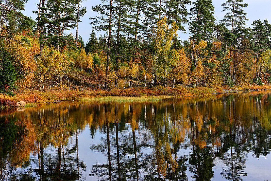 Herbstfärbung der Bäume spiegelt sich in einem See, Smålandsstenar, Jönköpings Län, Schweden