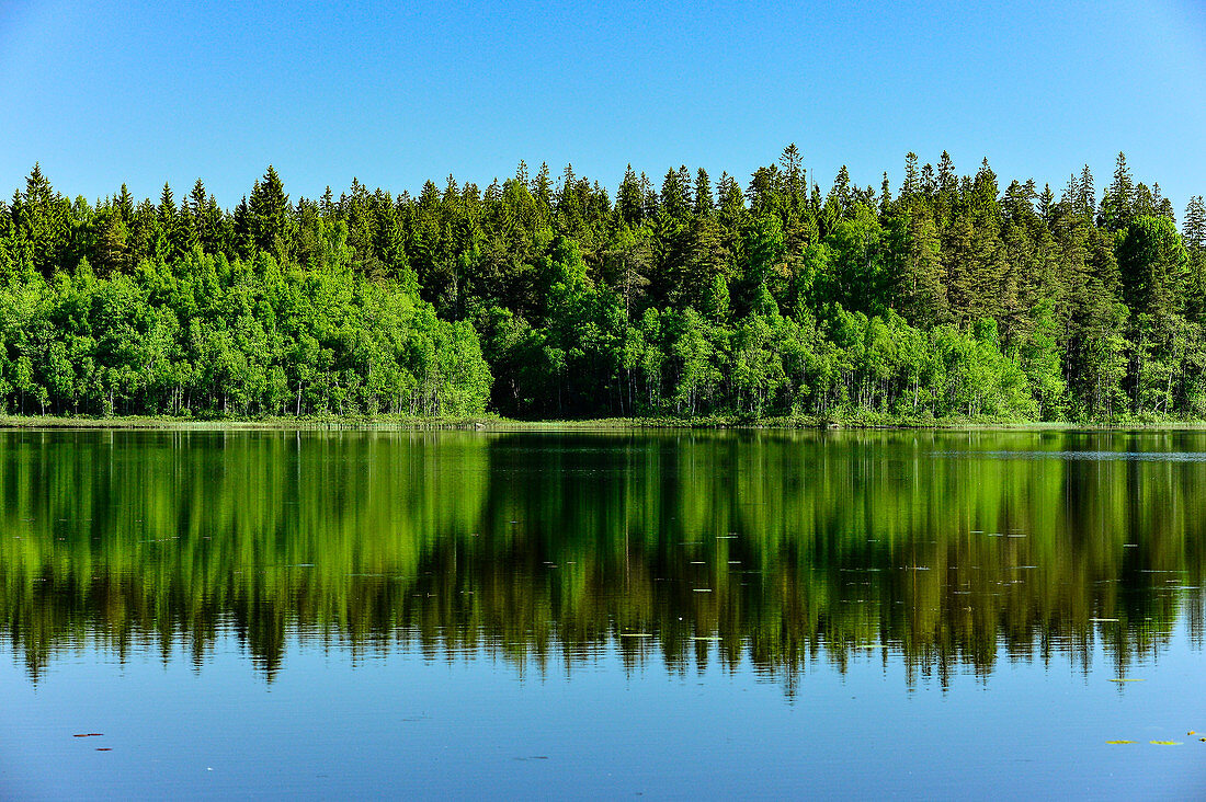 Der Wald spiegelt sich in einem See, Bolmsjö, Halland, Schweden