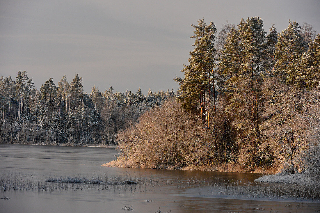 Schnee auf den Baumwipfeln an einem zugefrorenen See, Långaryd, Halland, Schweden