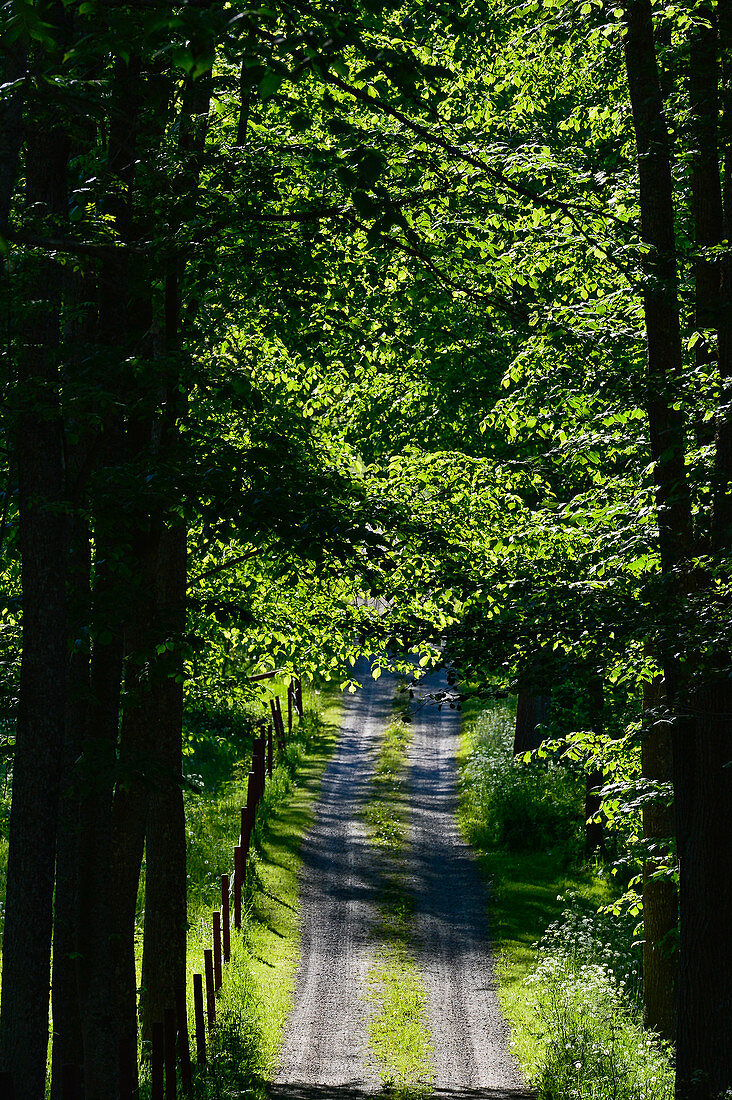 Ein einsamer Waldweg, umrahmt von Buchen und Kastanien, Hornborgasjön, Schweden