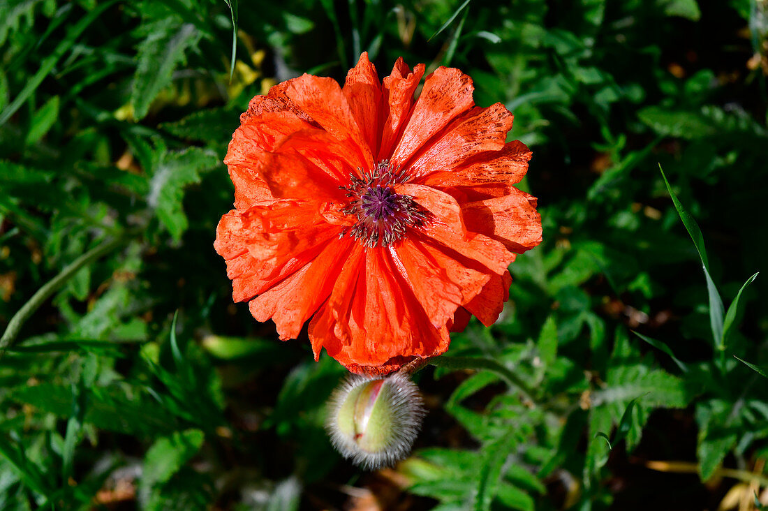 A close-up of a poppy in Småland, Sweden