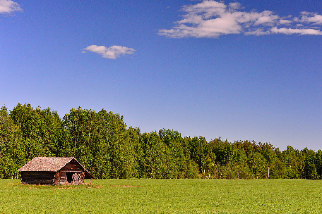 Eine alte Holzhütte auf einer Weide mit Birkenwald, bei Piteå, Norrbottens Län, Schweden