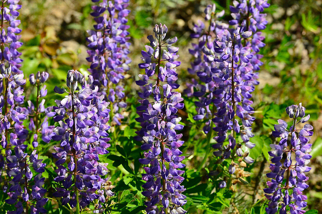 Blooming lupins in the sunlight, near Gällivare, Norrbotten County, Sweden