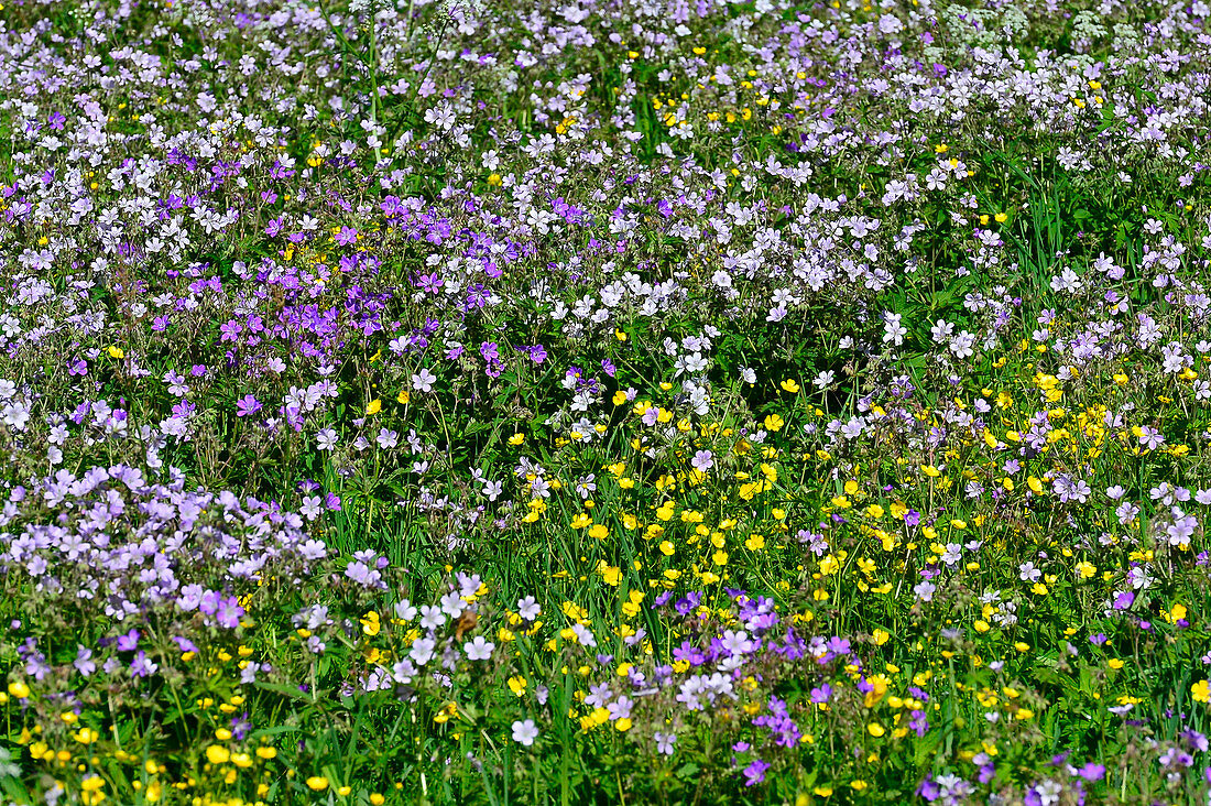 Bunte Blumenwiese in Lappland, bei Haparanda, Norrbottens Län, Schweden