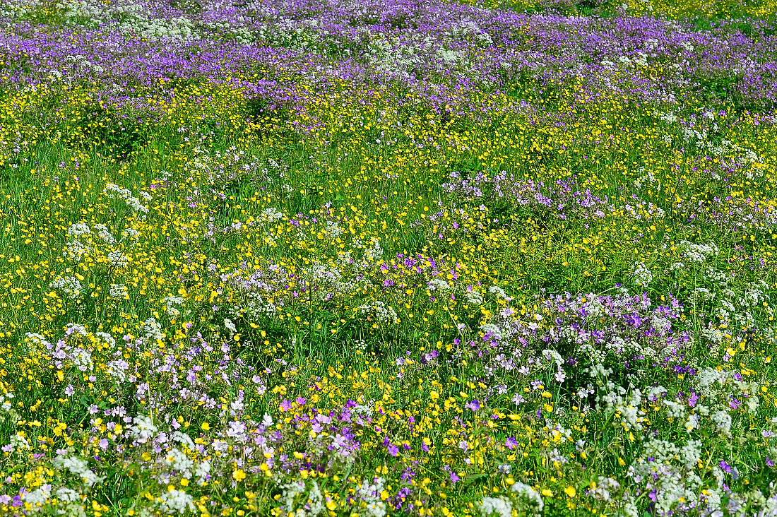 Eine Wiese voller Blumen in Lappland, bei Haparanda, Norrbottens Län, Schweden