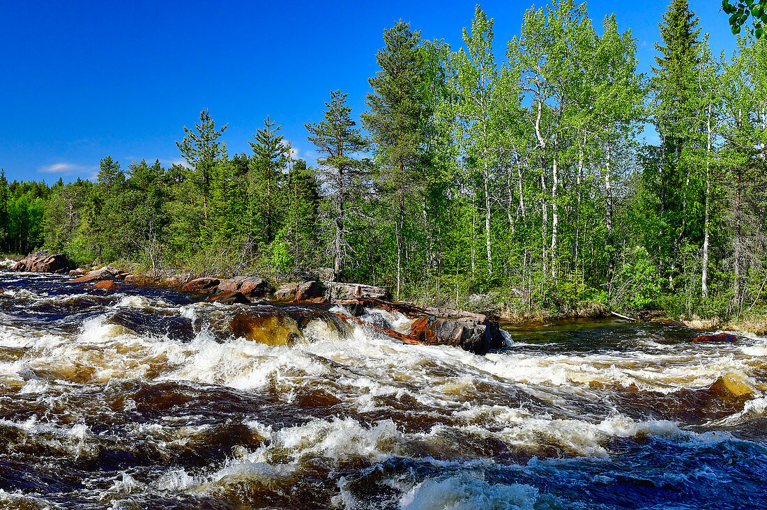 Forest and rapids in the Torneälv, near Pajala, Norrbotten County, Sweden