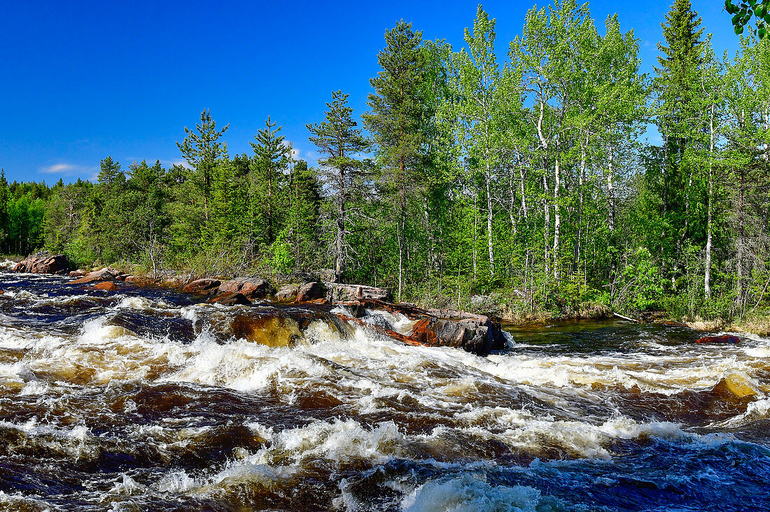 Wald und Stromschnellen im Torneälv, bei Pajala, Norrbottens Län, Schweden