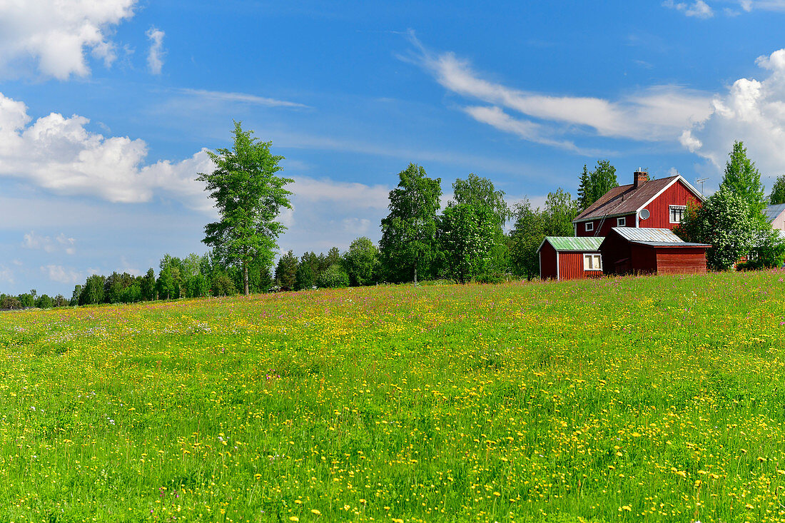 Große Blumenwiese mit rotem Haus und Bäumen, bei Överkalix, Norrbottens Län, Schweden