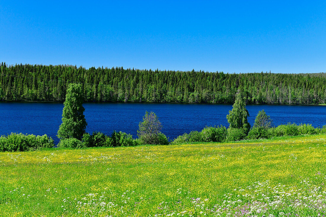 Eine Blumenwiese vor einem See und Wald, bei Vitvattnet, Norrbottens Län, Schweden