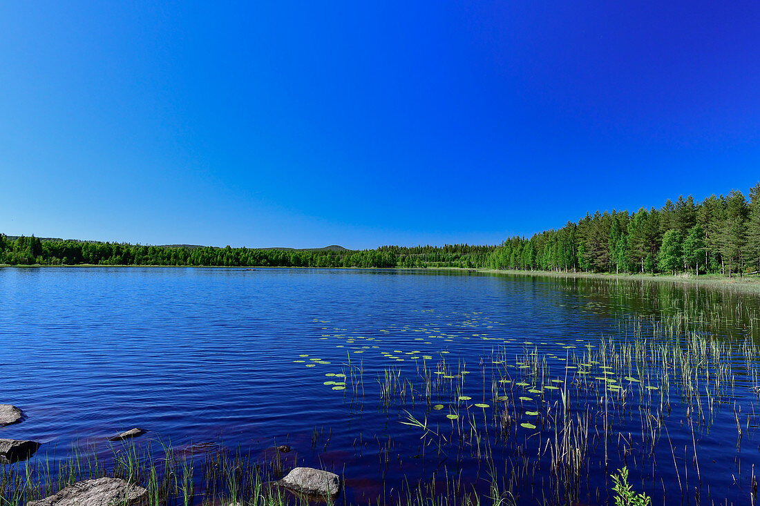 See und Waldufer bei blauem Himmel, Hundsjön, Lappland, Norrbottens Län, Schweden