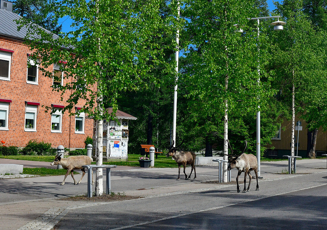 Rentiere wandern entlang der Hauptstrasse in Arvidsjaur, Norrbottens Län, Schweden