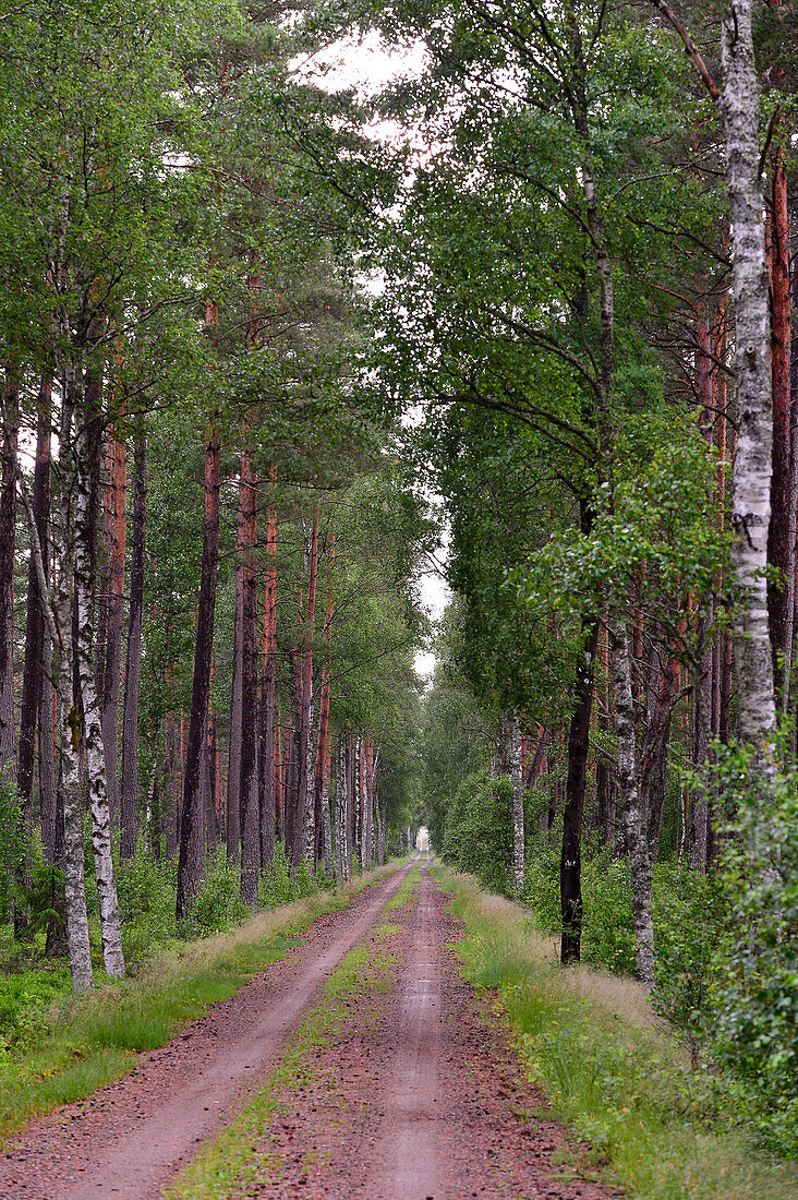 Einsamer Waldweg zwischen Birken und Kiefern, bei Värnamo, Jönköpings Län, Schweden