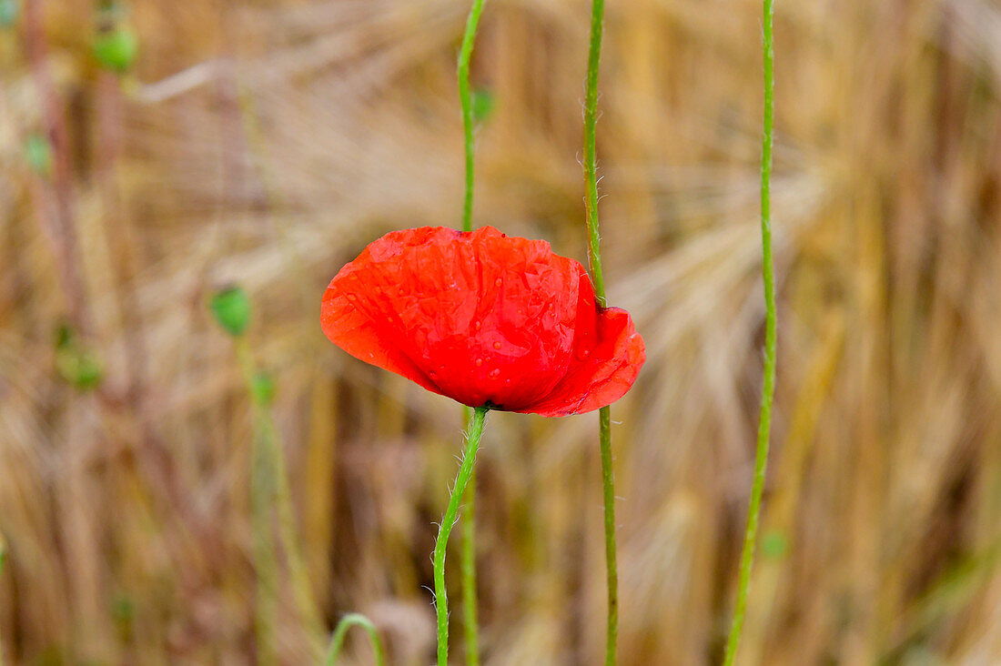 Close-up of a poppy in the cornfield, near Mjölby, Östergötland County, Sweden