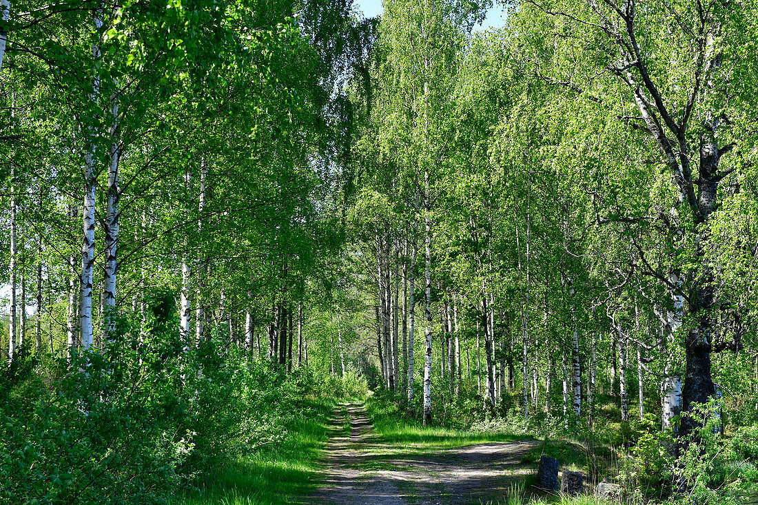A hiking trail leads through the birch forest, Örebro Province, Sweden