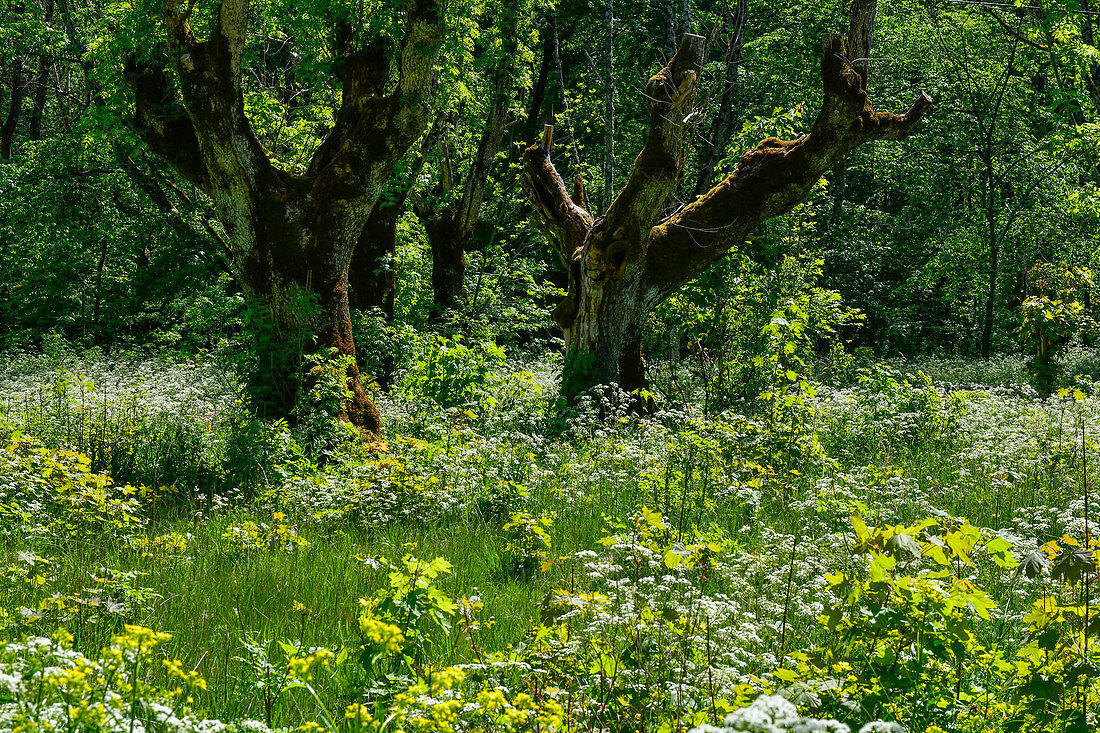 Alte Bäume umgeben von blühenden Kräutern und Sträuchern bei Garphyttan, Provinz Örebro, Schweden