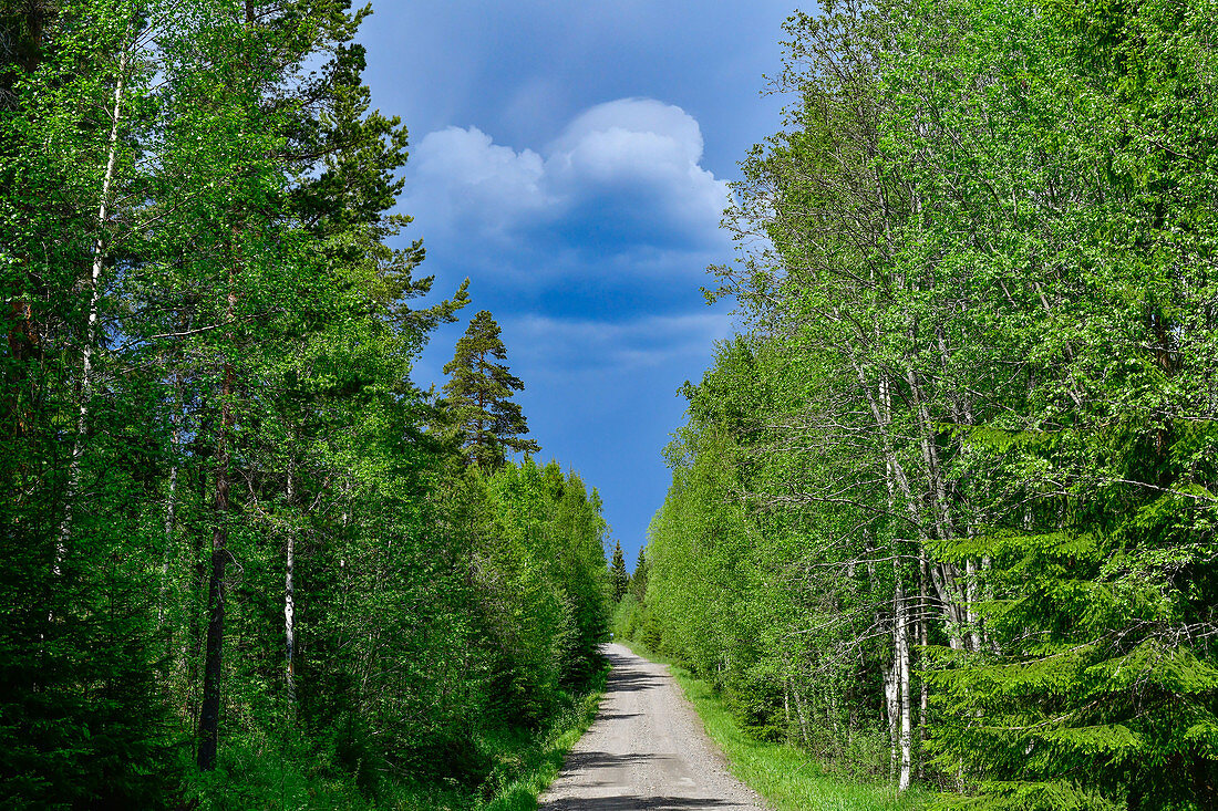 Eine kleine Schotterstrasse im Wald bei Abborrberg, Provinz Örebro, Schweden