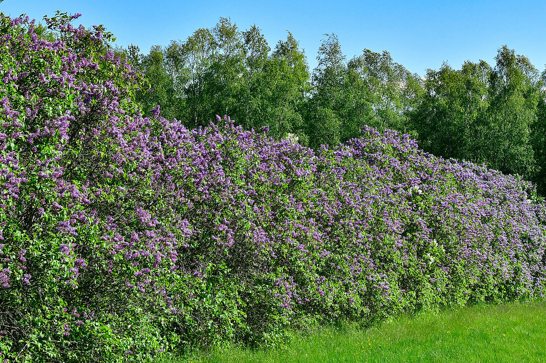 Blühende Fliederhecke und Birkenwald bei Sollerön,  Calarna, Schweden
