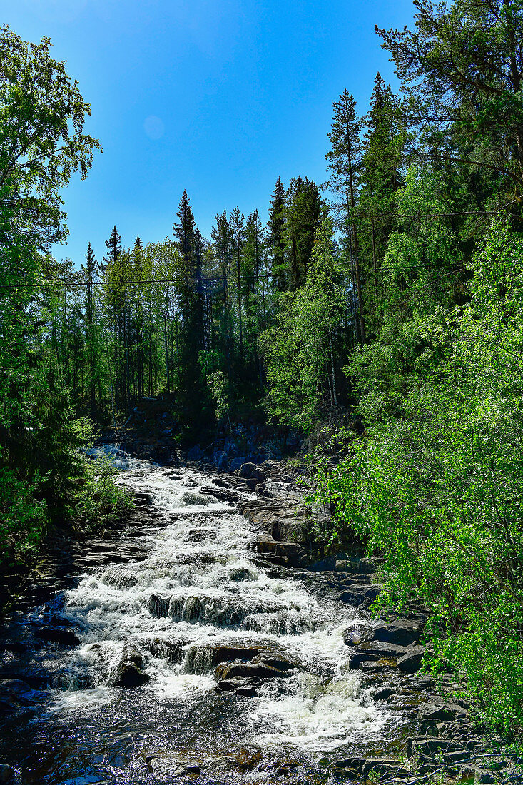 A rapids in Österdalälven surrounded by forest, Älvdalen, Dalarna, Sweden