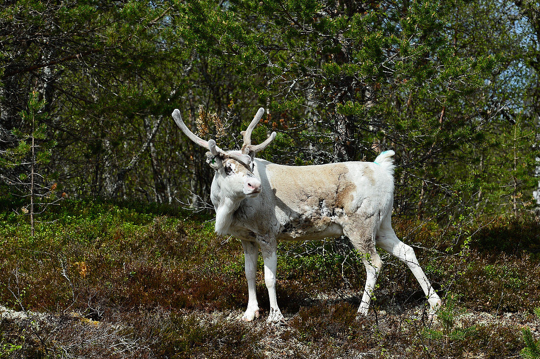 Ein Rentier steht im Wald und schaut sich um, bei Rätan, Provinz Härjedalen, Schweden