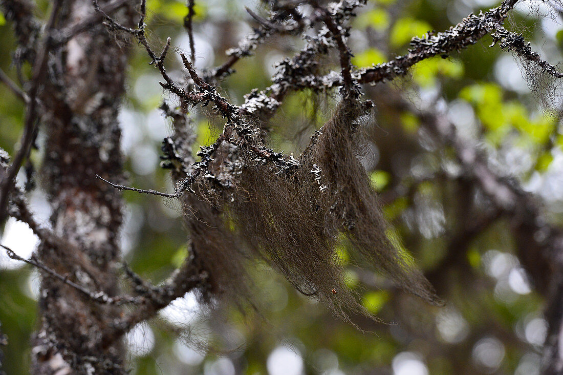 Flechten im Baum zeigen gute Luftqualität, bei Ytterturingen, Härjedalen, Schweden