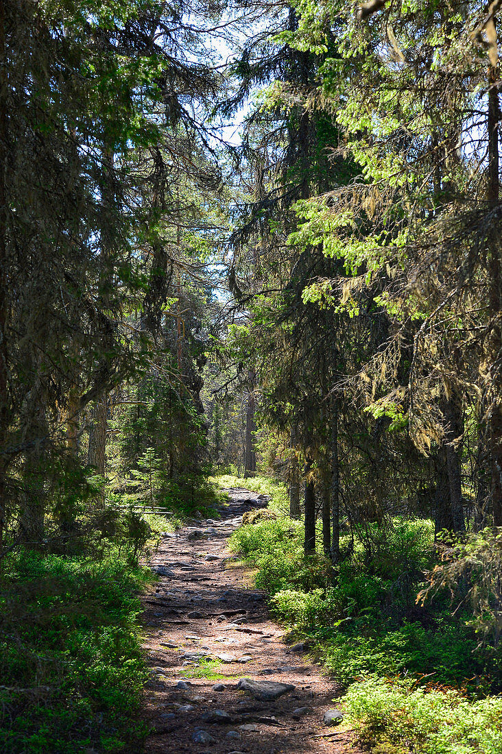 Einsamer Waldweg im Sonnenschein, Bjuröklubb, Västerbottens Län, Schweden