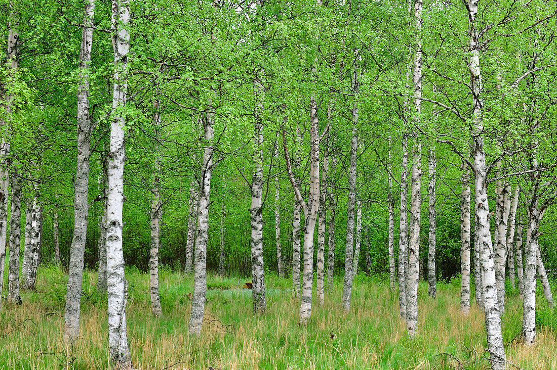 Dense birch forest with meadow, near Kälarne, Jämtland Province, Sweden