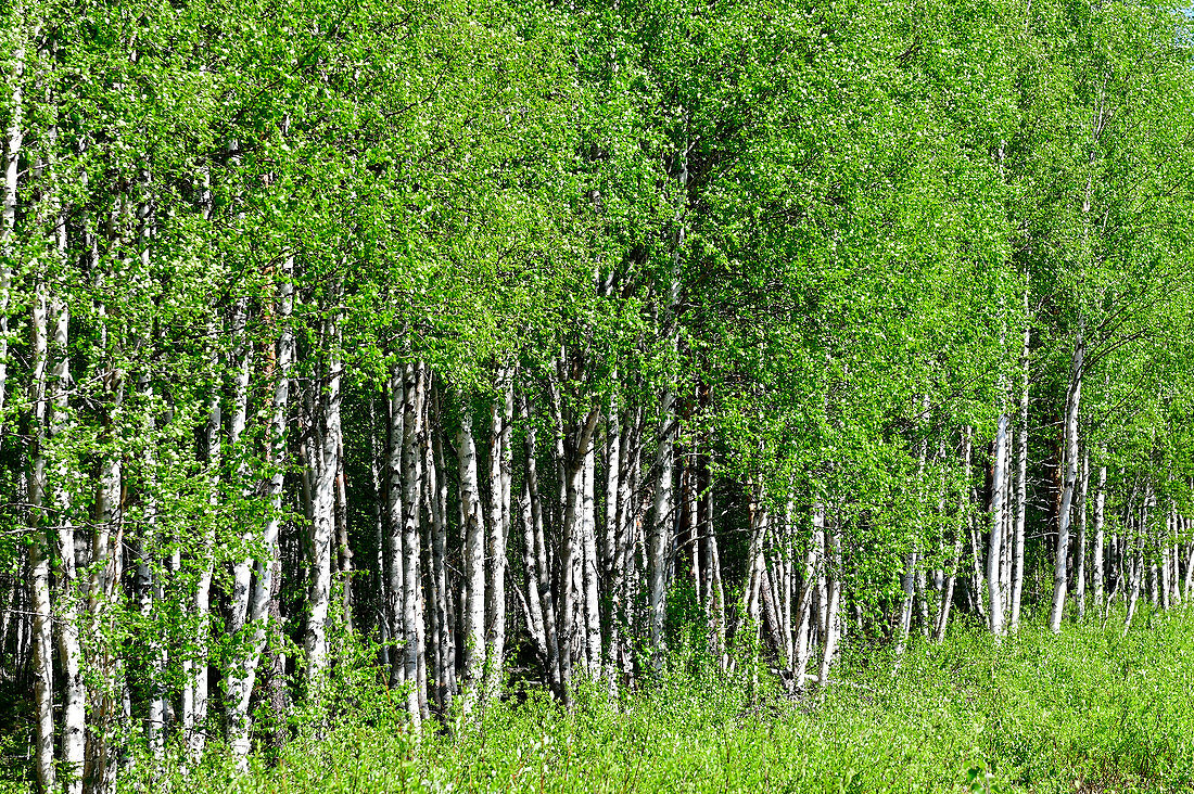 Dense, bright green birch forest with bushes, Bjuröklubb, Västerbottens Län, Sweden