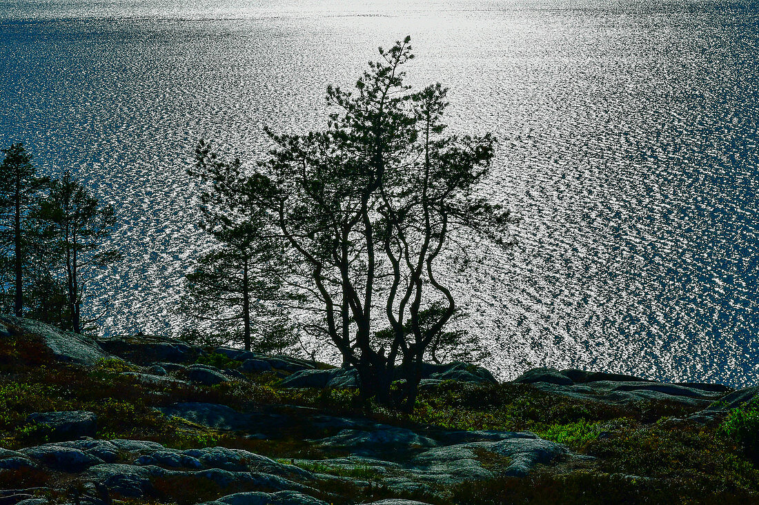 Kiefer auf den Felsen im Gegenlicht vor der glitzernden Ostsee, Bjuröklubb, Västerbottens Län, Schweden