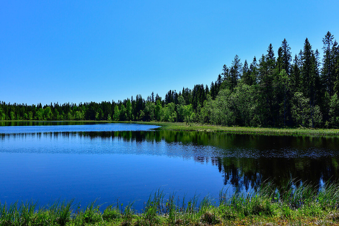 Einsam gelegener See im Wald im Naturreservat Bjuröklubb, Västerbottens Län, Schweden