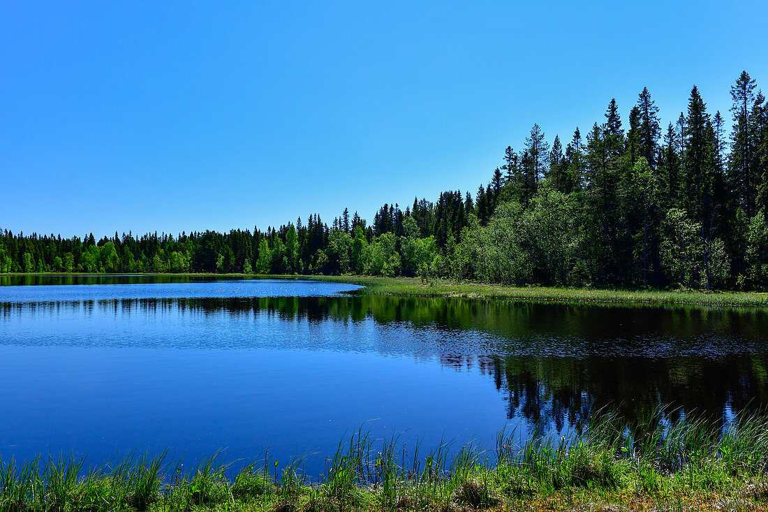 Lonely lake in the forest in the Bjuröklubb nature reserve, Västerbottens Län, Sweden