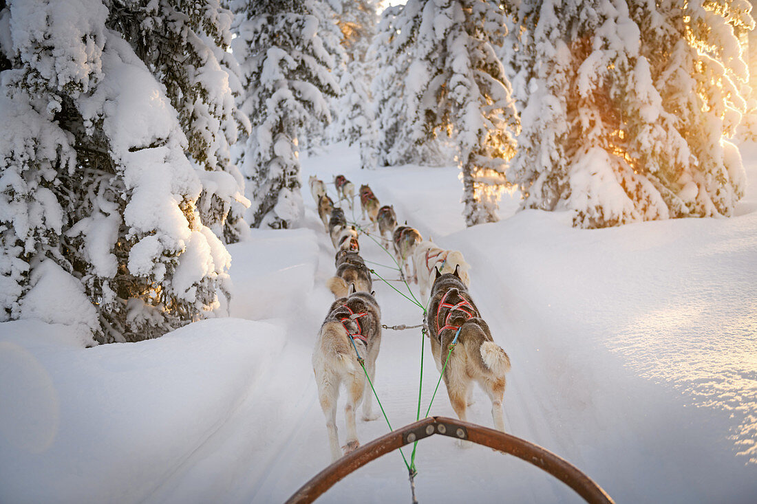 Hundeschlittenfahrt in Lappland, Arvidsjaur, Auktsjaur, Schweden