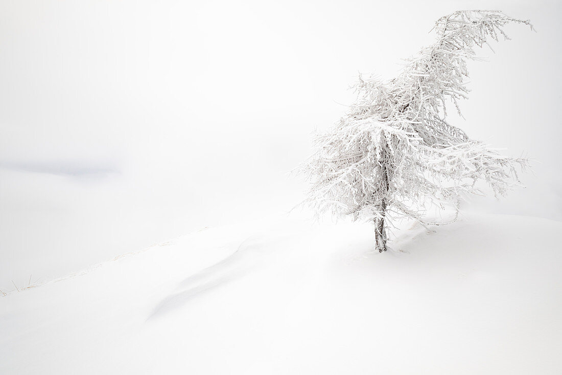 Ein Baum im Neuschnee über Mottarone, Novara, Verbano Cusio Ossola, Piemont, Italien, Südeuropa