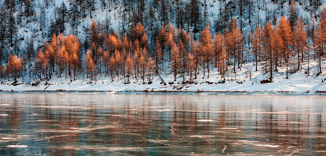 Trees reflections at Codelago during winter, Parco Naturale dell'Alpe Veglia e dell'Alpe Devero, Verbano Cusio Ossola, Piemonte, Italy, Southern Europe