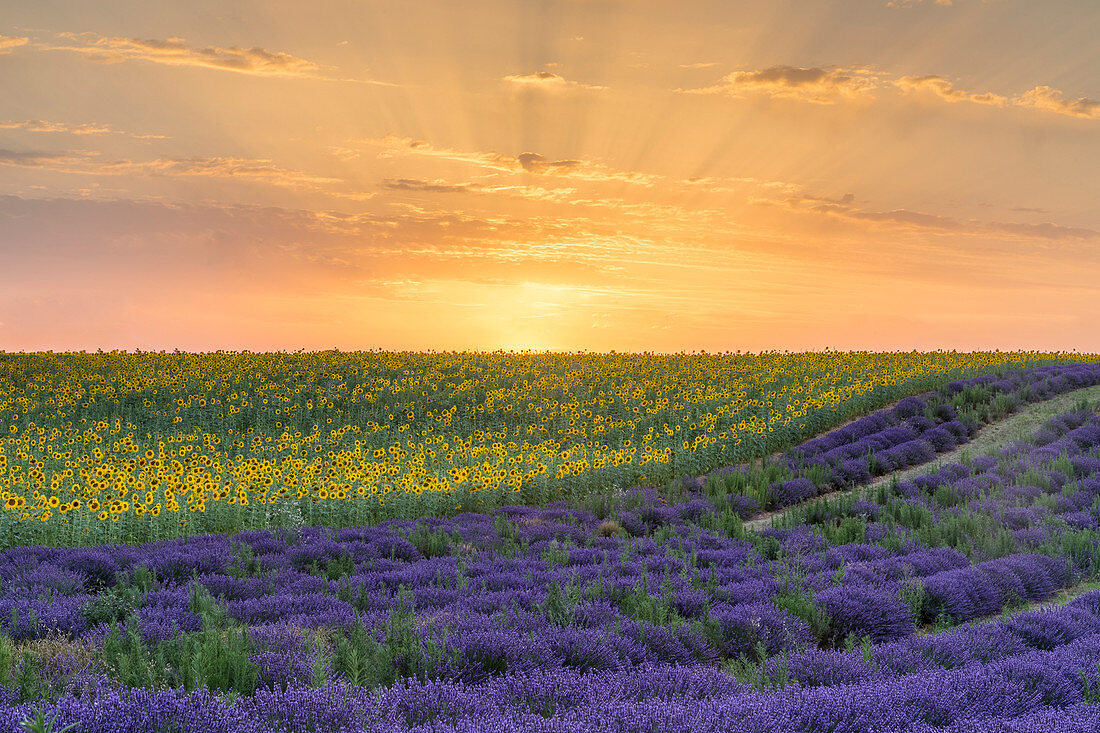 Sonnenuntergang über einem Lavendel- und Sonnenblumenfeld, Valensole, Alpes-de-Haute-Provence, Provence-Alpes-Côte d'Azur, Frankreich