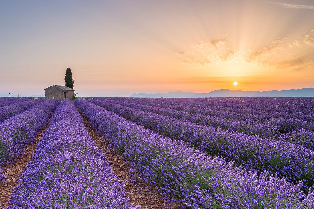 Lavendelfeld um ein einsames Landhaus in der Nähe von Valensole bei Sonnenaufgang, Alpes-de-Haute-Provence, Provence-Alpes-Côte d'Azur, Frankreich