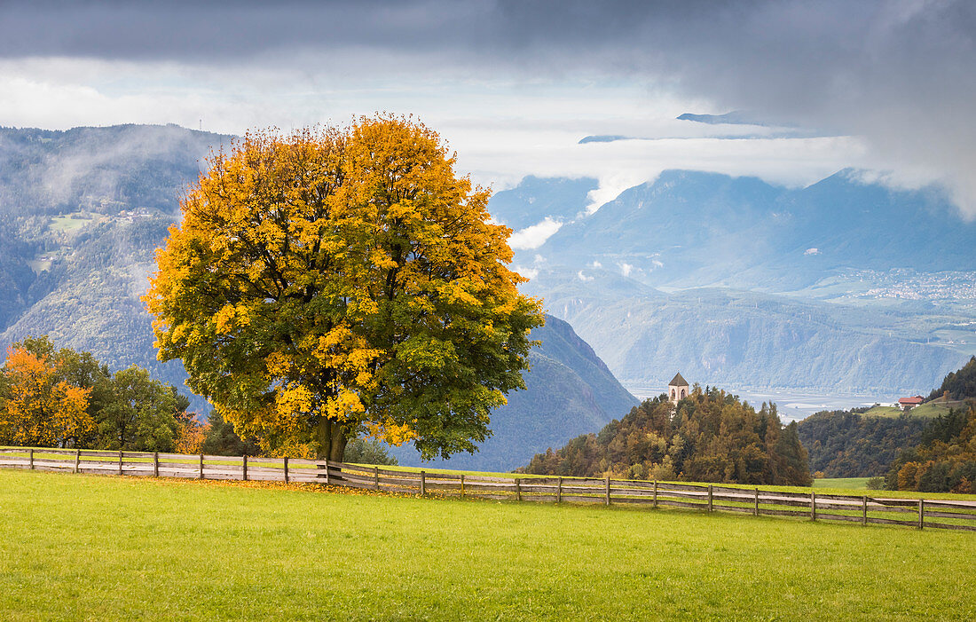 An autumnal view of the Ritten (Renon) with a beautiful yellow tree and the Eisack Valley in the background, Bolzano province, South Tyrol, Trentino Alto Adige, Italy