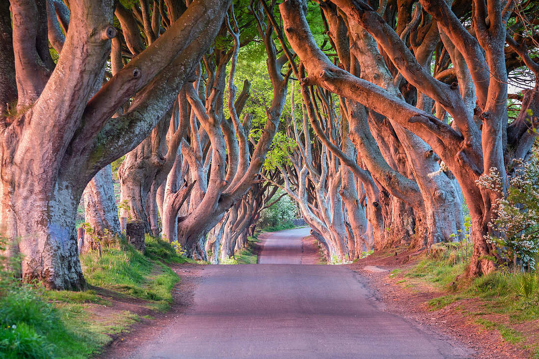 The colors of the sunrise on the branches of The Dark Hedges, Bregagh Road, the iconic trees tunnel. Ballymoney, County Antrim, Ulster region, Northern Ireland, United Kingdom.
