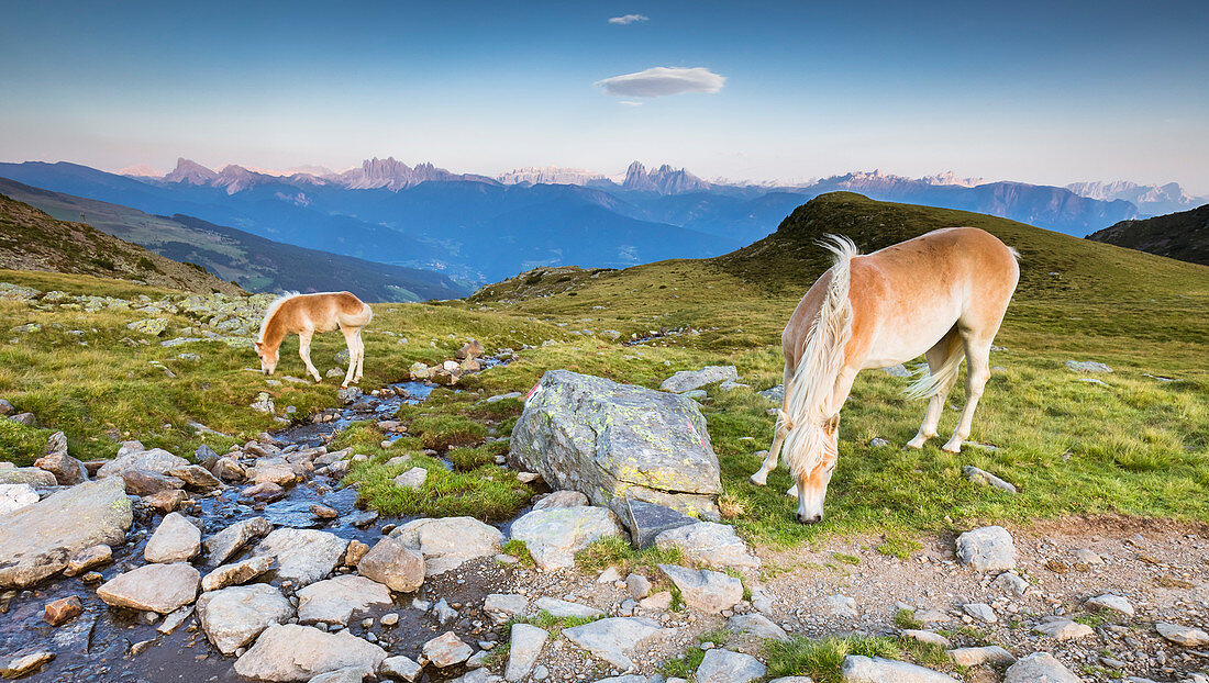 Blick auf die Sarntaler Alpen mit grasenden Pferden, mit den Dolomiten im Hintergrund, Provinz Bozen, Südtirol, Trentino-Südtirol, Italien