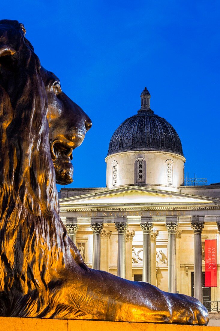 Vereinigtes Königreich, London, Westminster, Trafalgar Square, Löwenskulptur von Sir Edwin Landseer am Fuße der Säule von Admiral Nelson und im Wesentlichen die 1824 eröffnete National Gallery