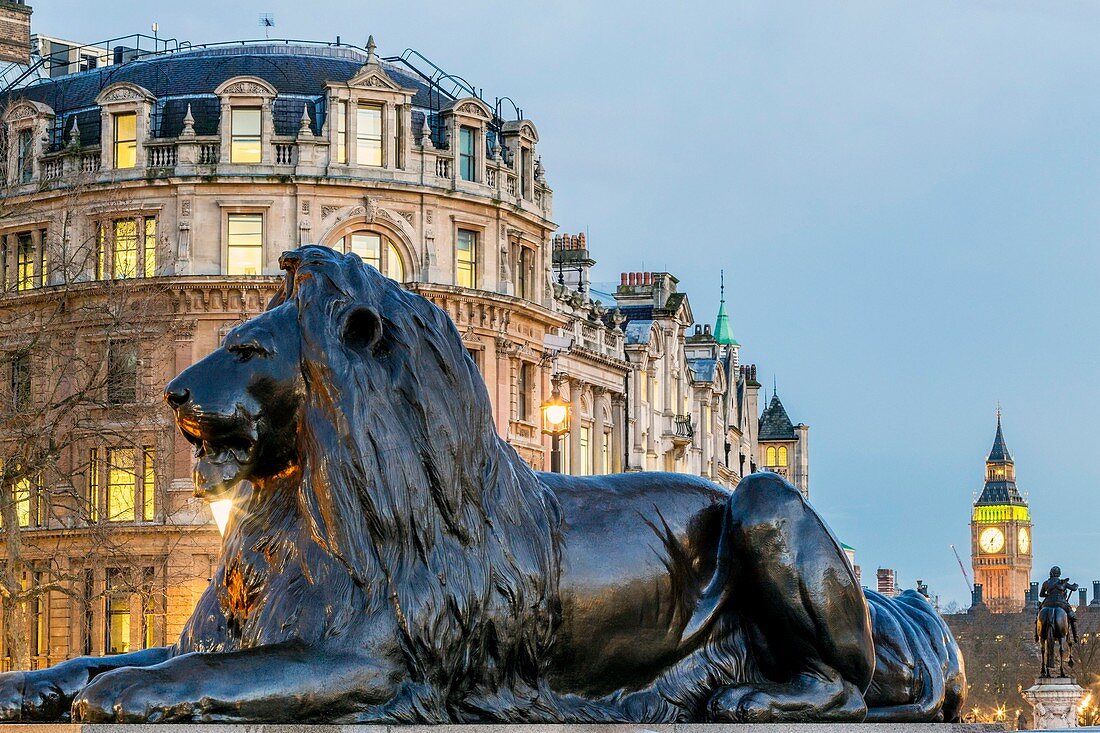 United Kingdom, London, Westminster, Trafalgar Square, lion sculpted by Sir Edwin Landseer (1867) at the foot of the column of Admiral Nelson and bottom equestrian sculpture of Charles the first and the Clock Tower (Big Ben)